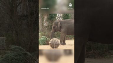 Zoo elephants and giraffes dine on Christmas trees