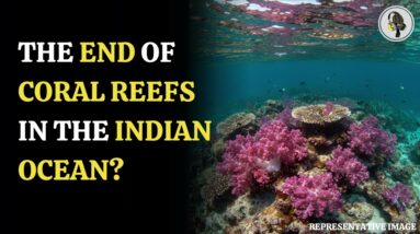 Coral Reefs in Western Indian Ocean Face Extinction by 2070! | Wion Podcast