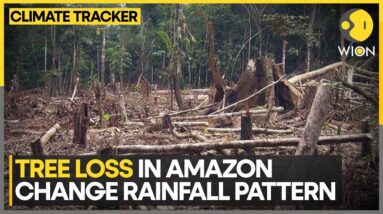 Amazon Tree Loss May Worsen Both Floods And Droughts: Study | World News | WION Climate Tracker